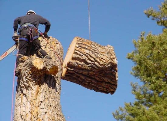 grinding, affordable KY tree Somerset removal and stump